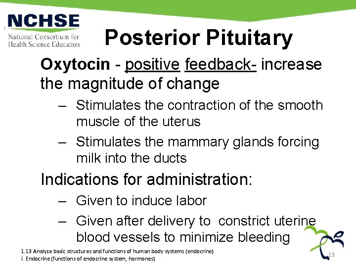 Posterior Pituitary Oxytocin - positive feedback- increase the magnitude of change – Stimulates the