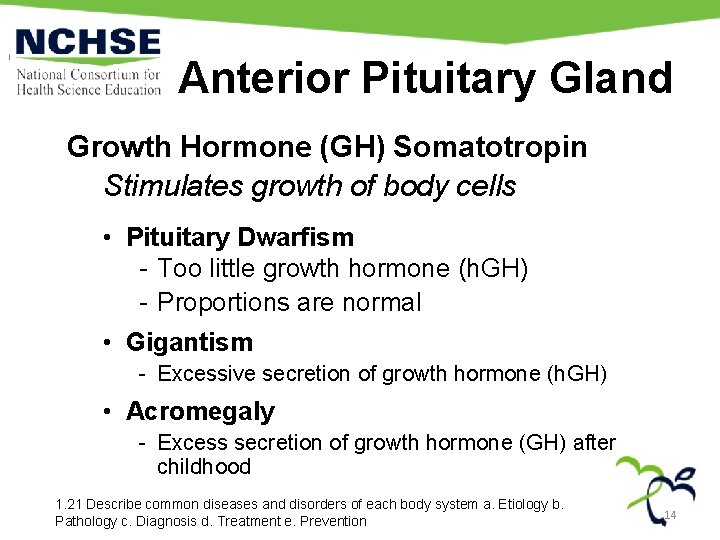 Anterior Pituitary Gland Growth Hormone (GH) Somatotropin Stimulates growth of body cells • Pituitary