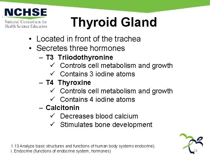 Thyroid Gland • Located in front of the trachea • Secretes three hormones –