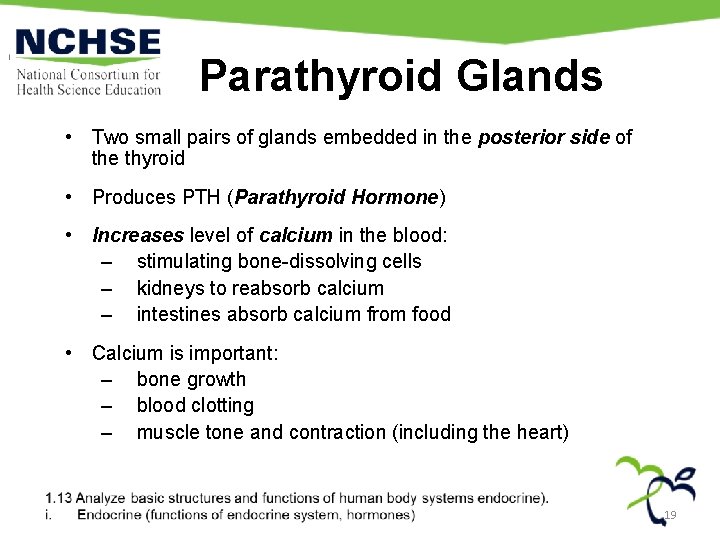 Parathyroid Glands • Two small pairs of glands embedded in the posterior side of