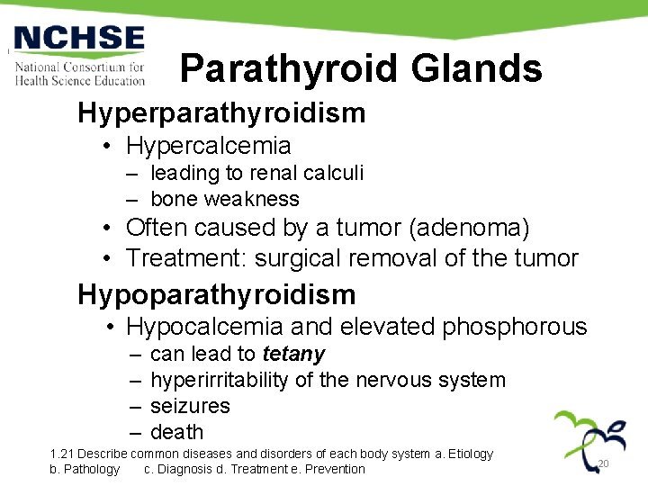 Parathyroid Glands Hyperparathyroidism • Hypercalcemia – leading to renal calculi – bone weakness •