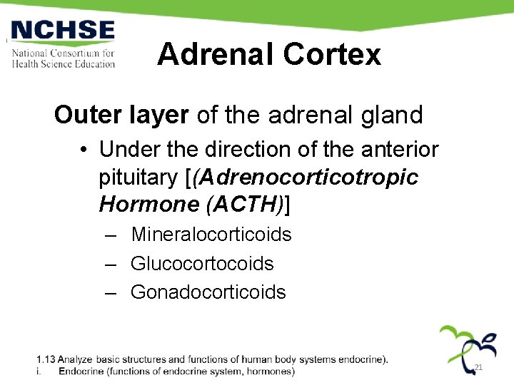 Adrenal Cortex Outer layer of the adrenal gland • Under the direction of the