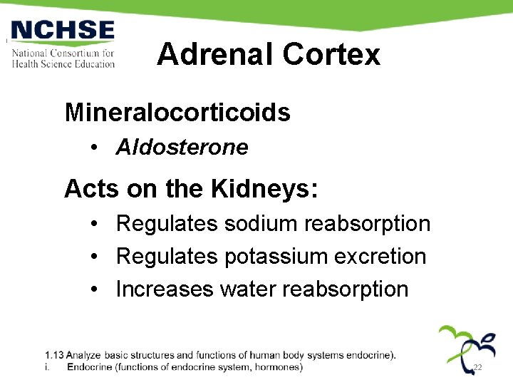 Adrenal Cortex Mineralocorticoids • Aldosterone Acts on the Kidneys: • Regulates sodium reabsorption •