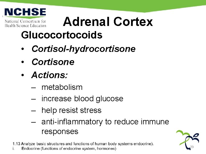 Adrenal Cortex Glucocortocoids • Cortisol-hydrocortisone • Cortisone • Actions: – – metabolism increase blood