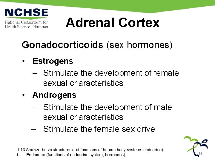 Adrenal Cortex Gonadocorticoids (sex hormones) • Estrogens – Stimulate the development of female sexual