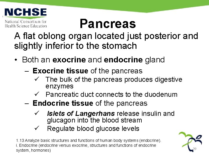 Pancreas A flat oblong organ located just posterior and slightly inferior to the stomach