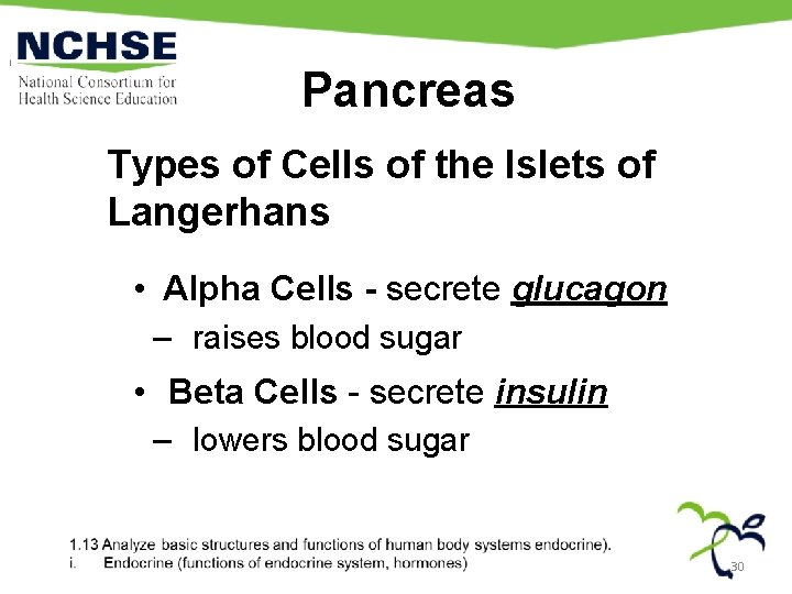 Pancreas Types of Cells of the Islets of Langerhans • Alpha Cells - secrete