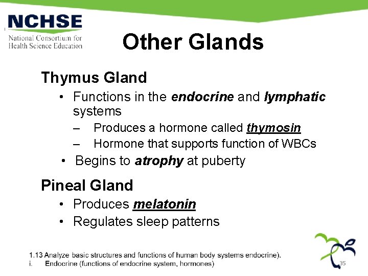 Other Glands Thymus Gland • Functions in the endocrine and lymphatic systems – –