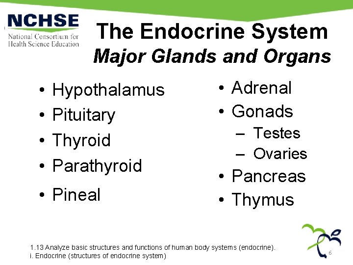 The Endocrine System Major Glands and Organs • • Hypothalamus Pituitary Thyroid Parathyroid •