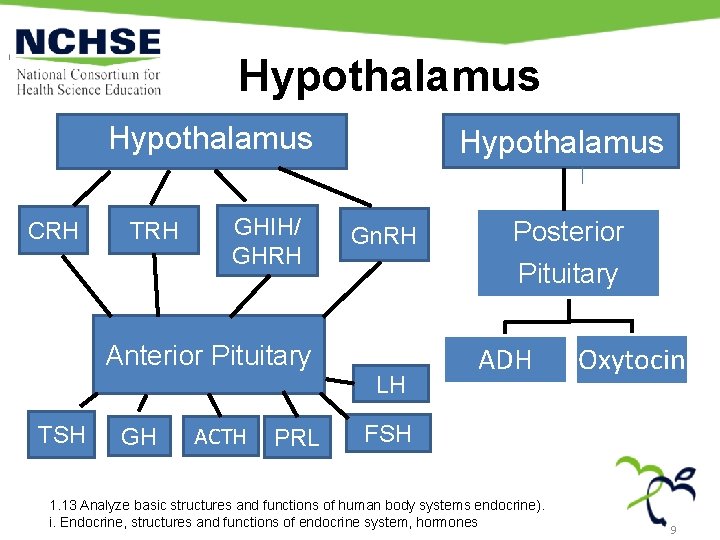 Hypothalamus CRH TRH GHIH/ GHRH Anterior Pituitary TSH GH ACTH PRL Hypothalamus Gn. RH