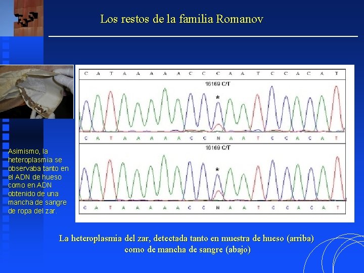 Los restos de la familia Romanov Asimismo, la heteroplasmia se observaba tanto en el