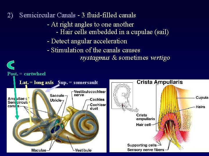 2) Semicircular Canals - 3 fluid-filled canals - At right angles to one another