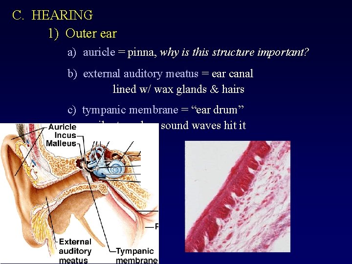 C. HEARING 1) Outer ear a) auricle = pinna, why is this structure important?