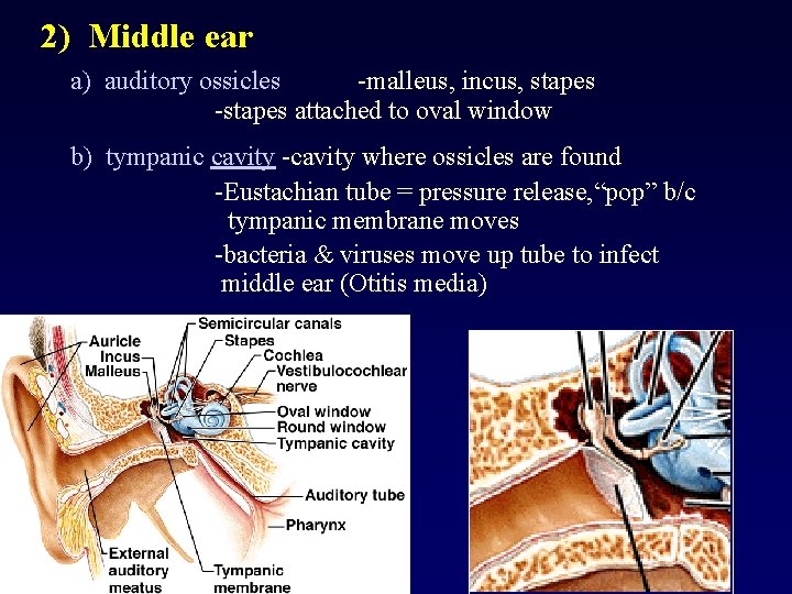 2) Middle ear a) auditory ossicles -malleus, incus, stapes -stapes attached to oval window