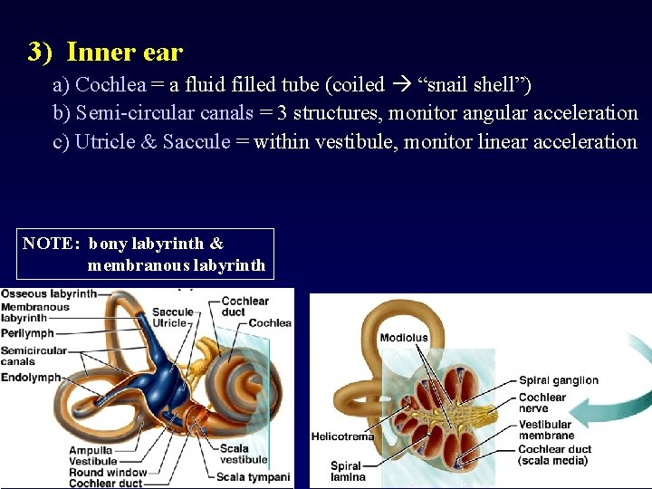 3) Inner ear a) Cochlea = a fluid filled tube (coiled “snail shell”) b)