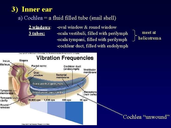 3) Inner ear a) Cochlea = a fluid filled tube (snail shell) 2 windows: