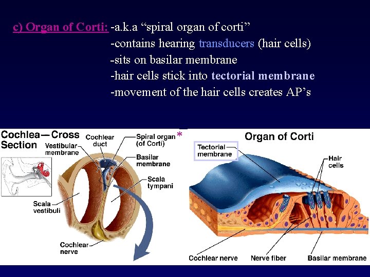 c) Organ of Corti: -a. k. a “spiral organ of corti” -contains hearing transducers