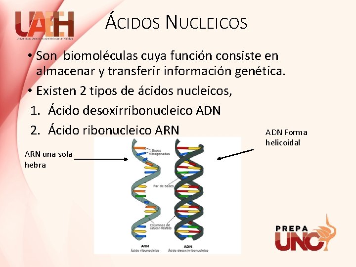ÁCIDOS NUCLEICOS • Son biomoléculas cuya función consiste en almacenar y transferir información genética.