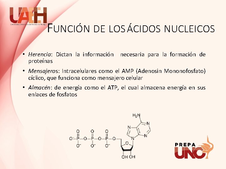 FUNCIÓN DE LOS ÁCIDOS NUCLEICOS • Herencia: Dictan la información necesaria para la formación