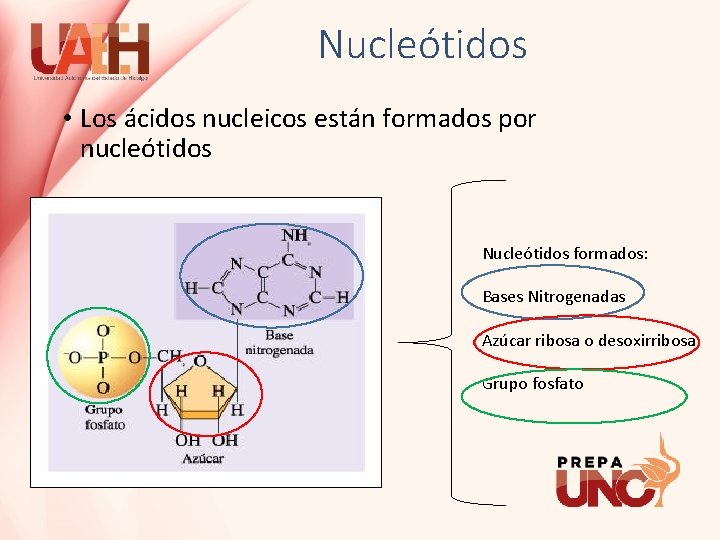Nucleótidos • Los ácidos nucleicos están formados por nucleótidos Nucleótidos formados: Bases Nitrogenadas Azúcar