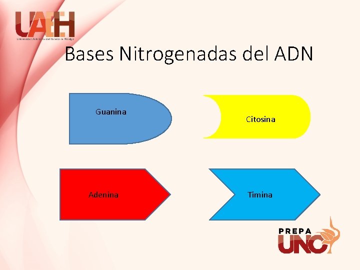 Bases Nitrogenadas del ADN Guanina Adenina Citosina Timina 