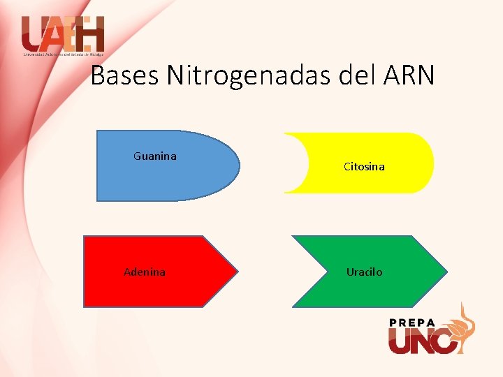 Bases Nitrogenadas del ARN Guanina Adenina Citosina Uracilo 