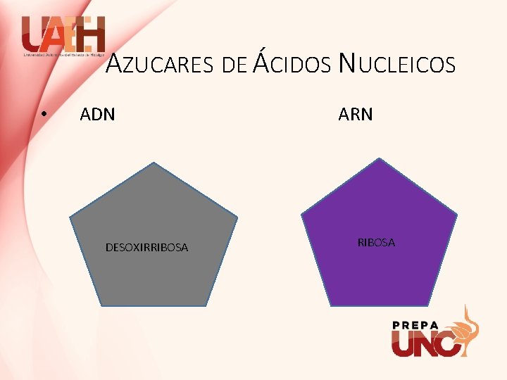 AZUCARES DE ÁCIDOS NUCLEICOS • ADN DESOXIRRIBOSA ARN RIBOSA 