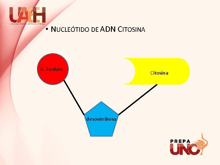  • NUCLEÓTIDO DE ADN CITOSINA G. Fosfato Citosina desoxirribosa 