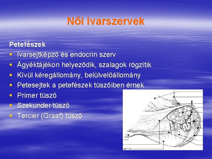 Női ivarszervek Petefészek § Ivarsejtképző és endocrin szerv § Ágyéktájékon helyeződik, szalagok rögzítik §