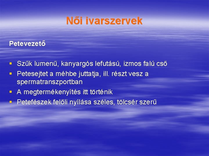 Női ivarszervek Petevezető § Szűk lumenű, kanyargós lefutású, izmos falú cső § Petesejtet a