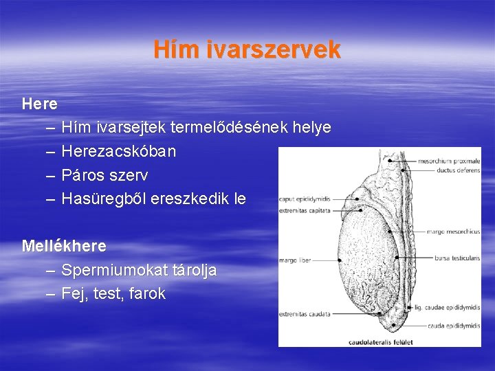 Hím ivarszervek Here – Hím ivarsejtek termelődésének helye – Herezacskóban – Páros szerv –