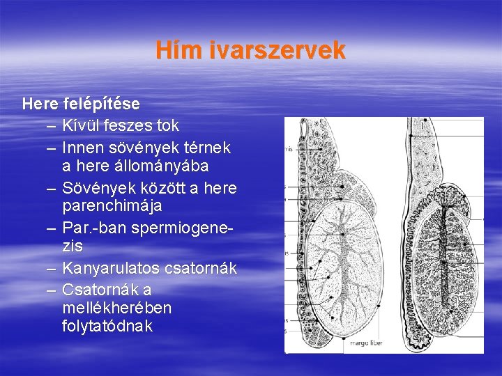 Hím ivarszervek Here felépítése – Kívül feszes tok – Innen sövények térnek a here