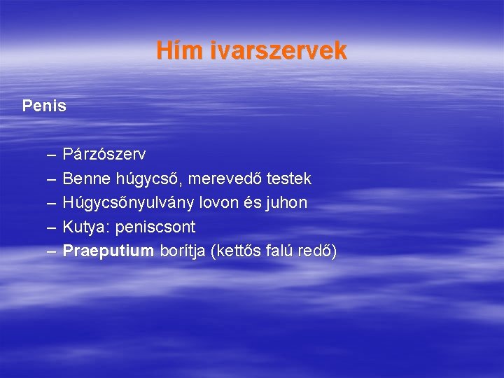 Hím ivarszervek Penis – – – Párzószerv Benne húgycső, merevedő testek Húgycsőnyulvány lovon és