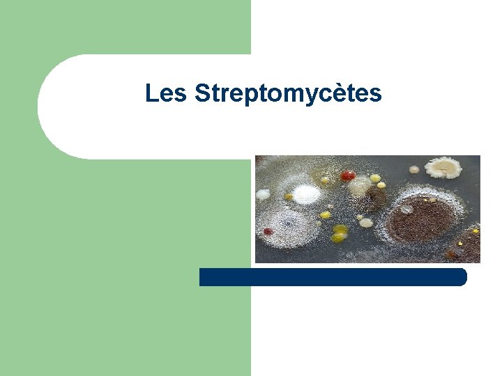 Les Streptomycètes 