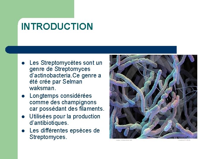 INTRODUCTION l l Les Streptomycètes sont un genre de Streptomyces d’actinobacteria. Ce genre a