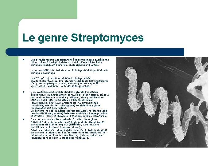 Le genre Streptomyces l Les Streptomyces appartiennent à la communauté bactérienne du sol, et