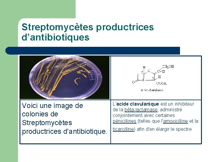Streptomycètes productrices d’antibiotiques Voici une image de colonies de Streptomycètes productrices d’antibiotique. L'acide clavulanique