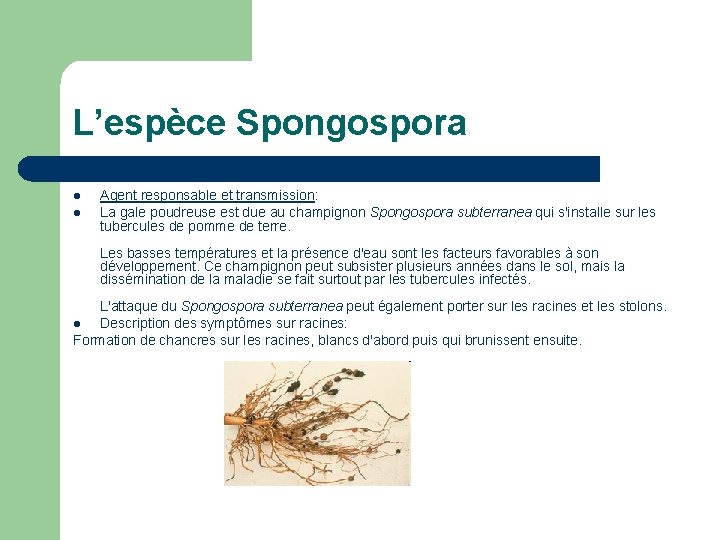 L’espèce Spongospora l l Agent responsable et transmission: La gale poudreuse est due au