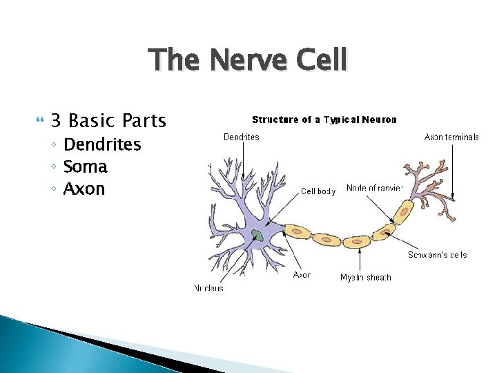 The Nerve Cell 3 Basic Parts: ◦ Dendrites ◦ Soma ◦ Axon 