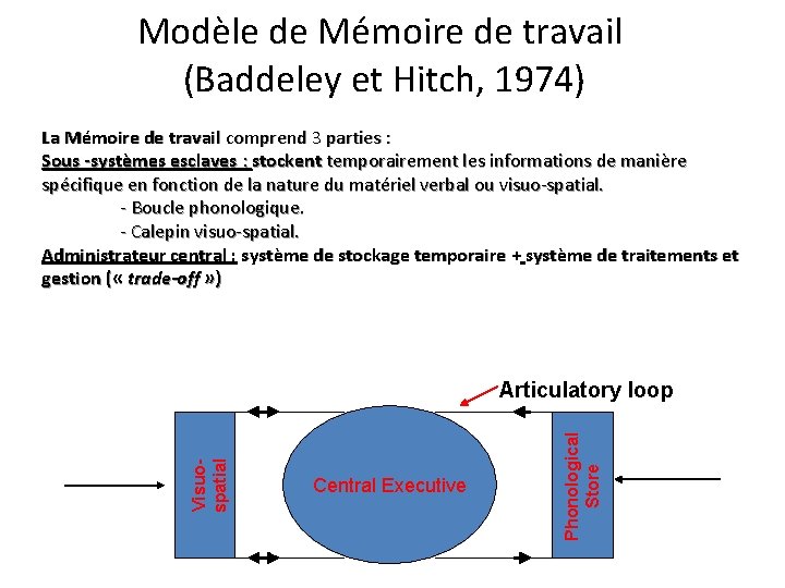 Modèle de Mémoire de travail (Baddeley et Hitch, 1974) La Mémoire de travail comprend