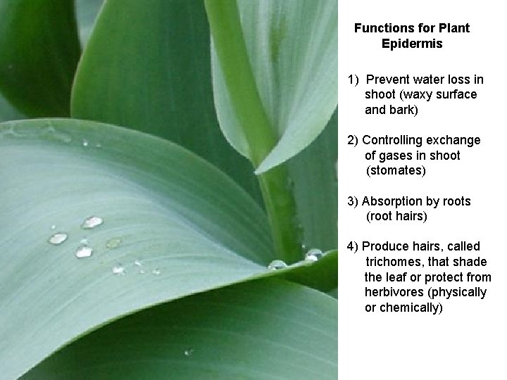 Functions for Plant Epidermis 1) Prevent water loss in shoot (waxy surface and bark)