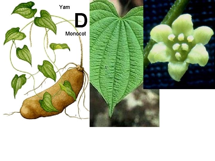 Yam D Monocot 