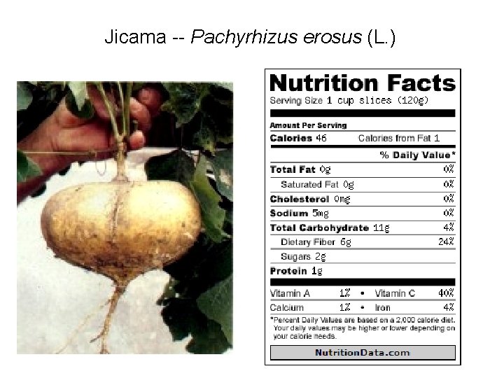 Jicama -- Pachyrhizus erosus (L. ) 