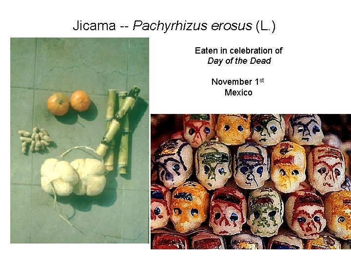 Jicama -- Pachyrhizus erosus (L. ) Eaten in celebration of Day of the Dead