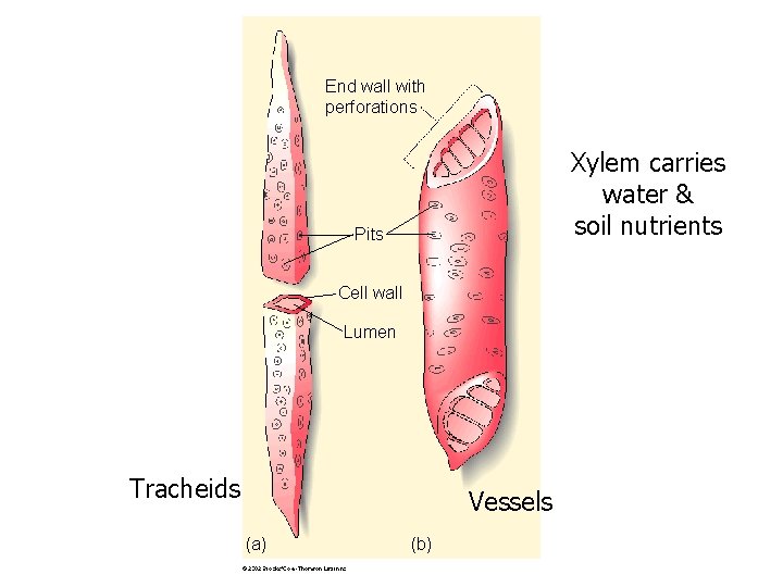 End wall with perforations Xylem carries water & soil nutrients Pits Cell wall Lumen