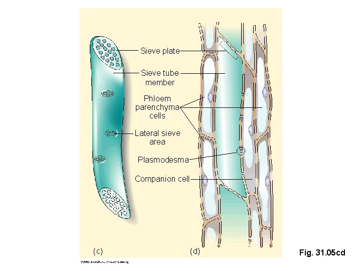 Sieve plate Sieve tube member Phloem parenchyma cells Lateral sieve area Plasmodesma Companion cell