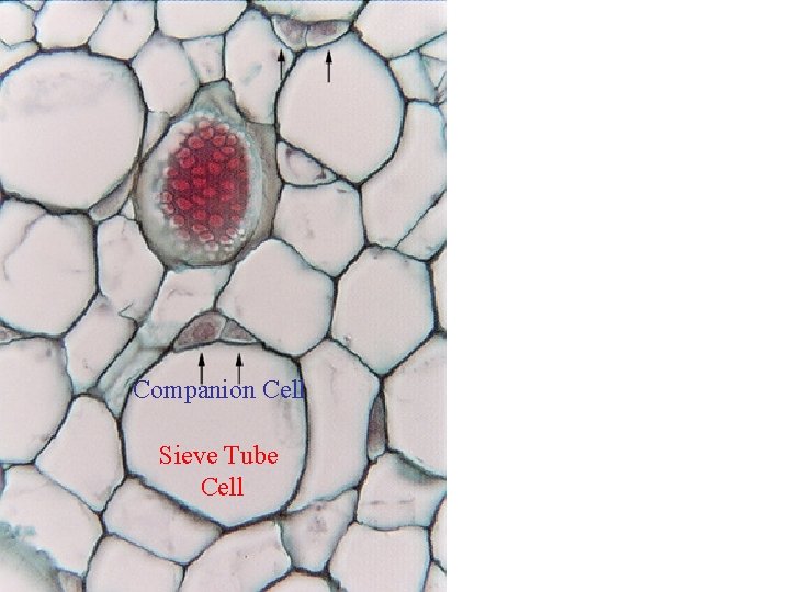 Companion Cell Sieve Tube Cell 