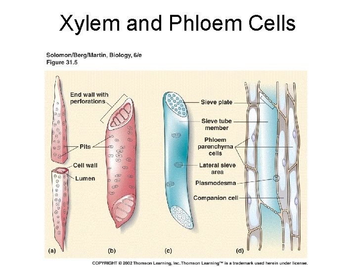 Xylem and Phloem Cells 