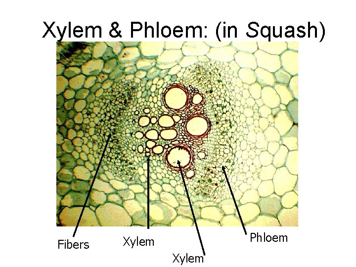 Xylem & Phloem: (in Squash) Fibers Phloem Xylem 