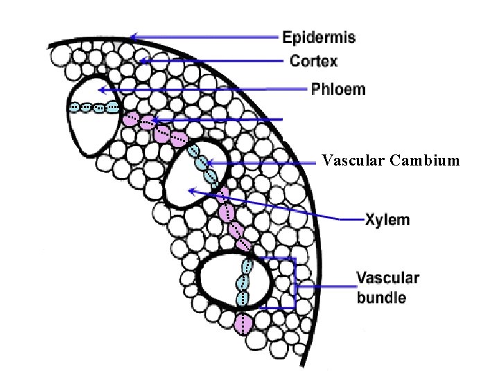 Vascular Cambium 